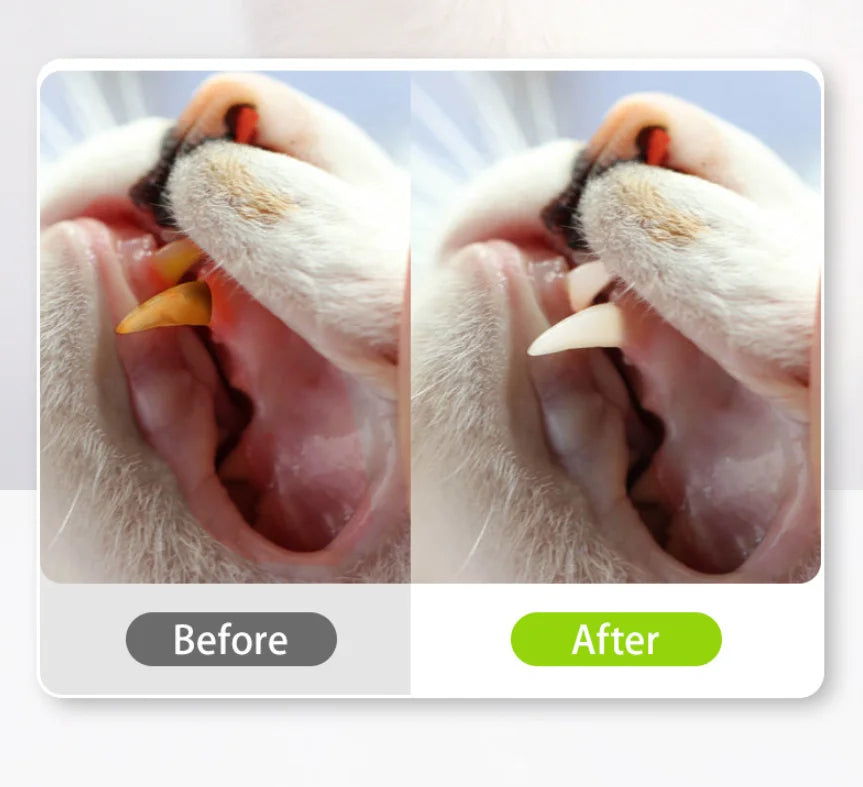 Bâtonnets Silvervine pour Chat — Soin Dentaire 100% Naturel | Zikia