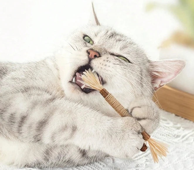 Silvervine Matatabi naturel pour hygiène dentaire chat